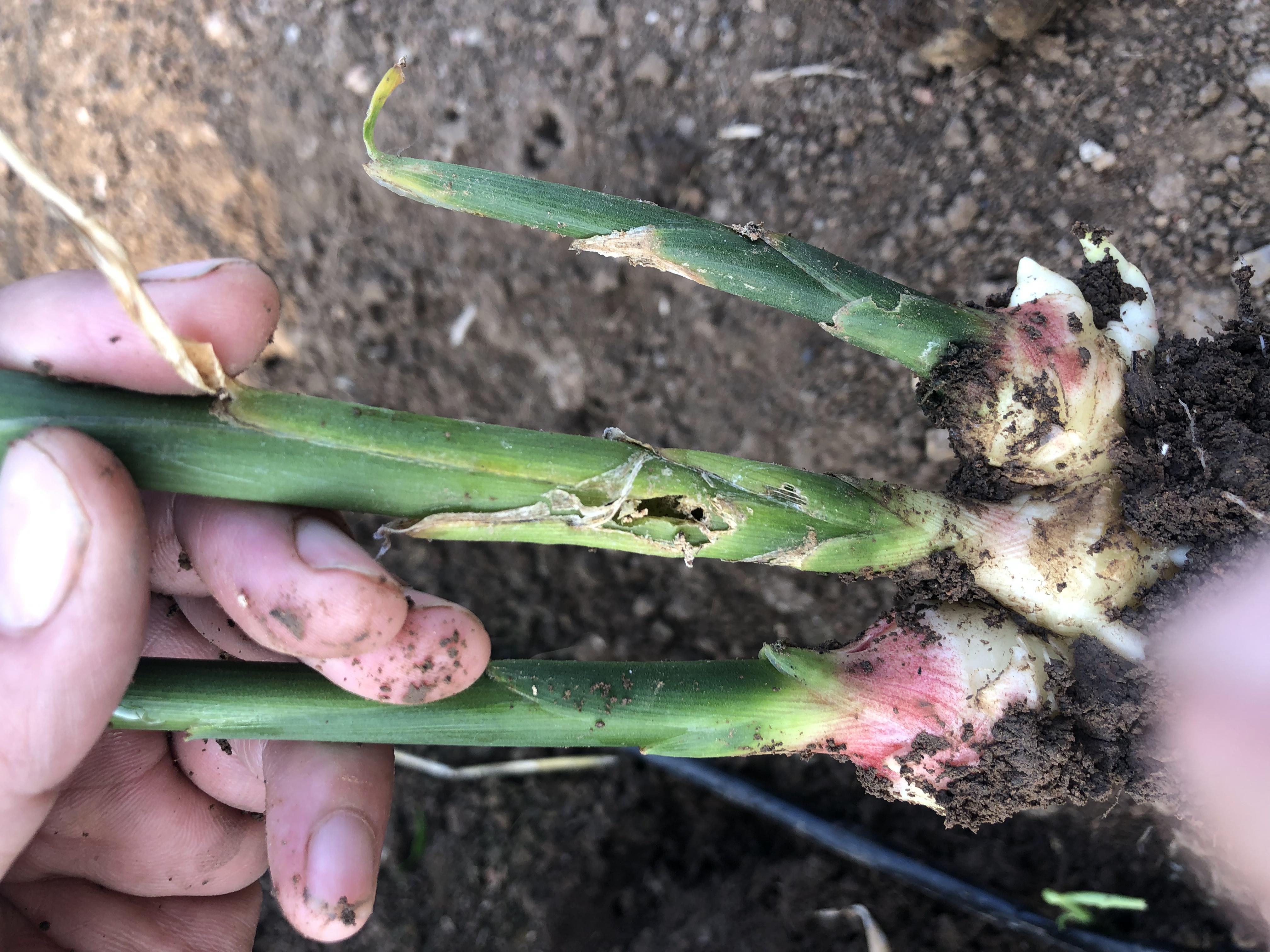 【肉丝带】50ml，清新花果香