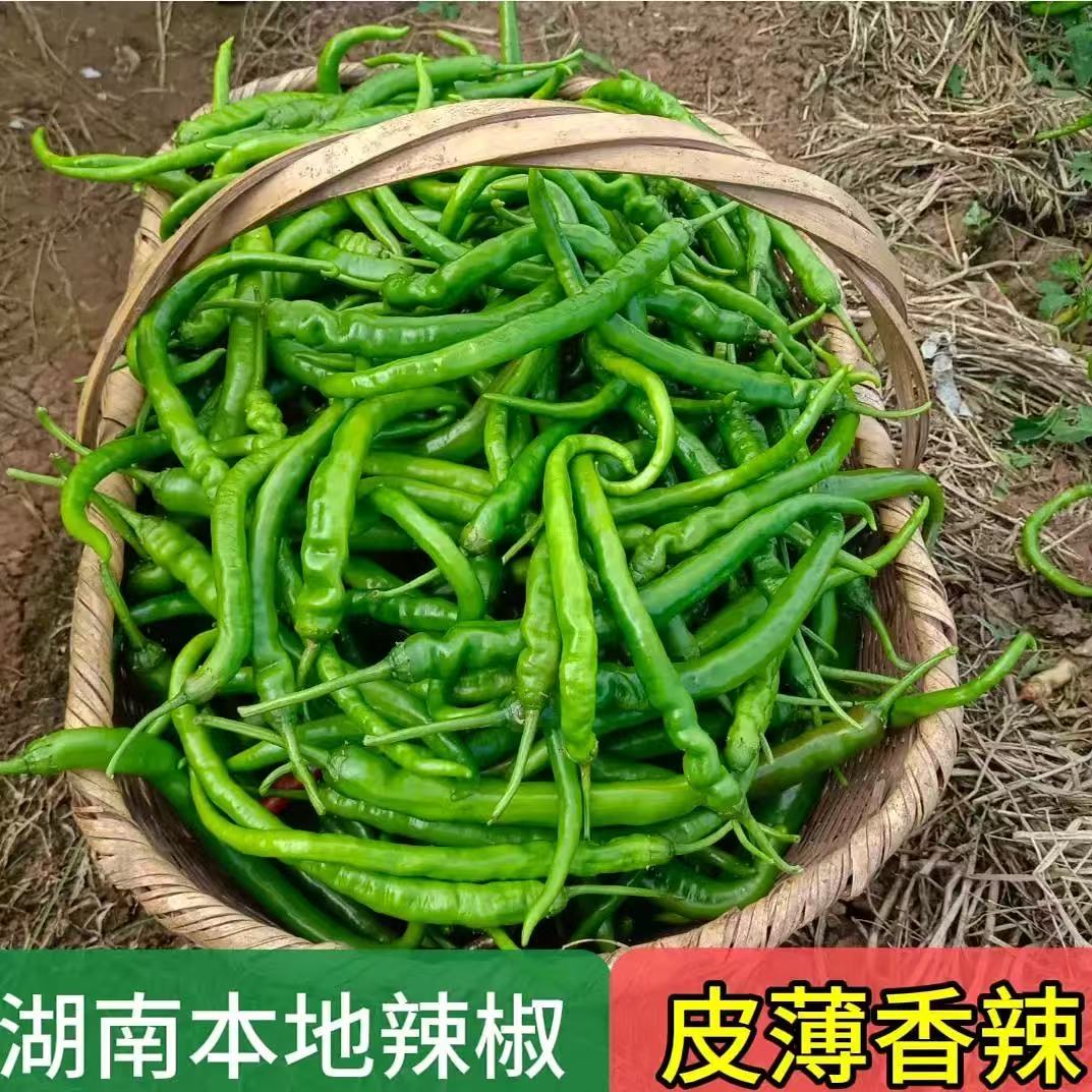 湖南农家土香辣椒青椒螺丝椒薄皮辣椒秋辣椒新鲜现摘当季蔬菜