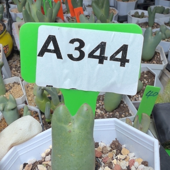 噜***啦344mmmmmmmnmmjmmm