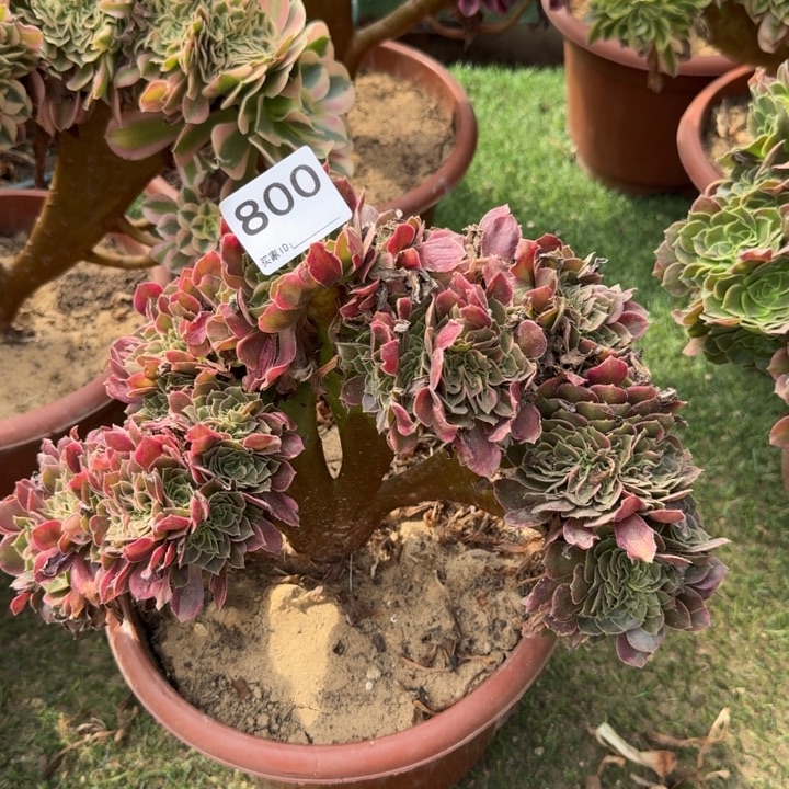 香妃一体化缀化800