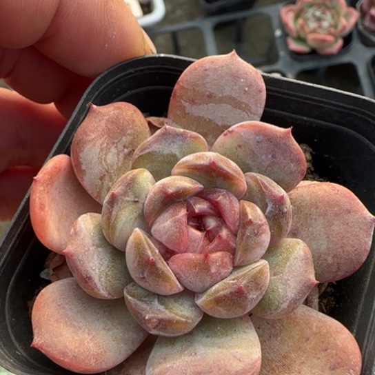 229红恋多肉植物多