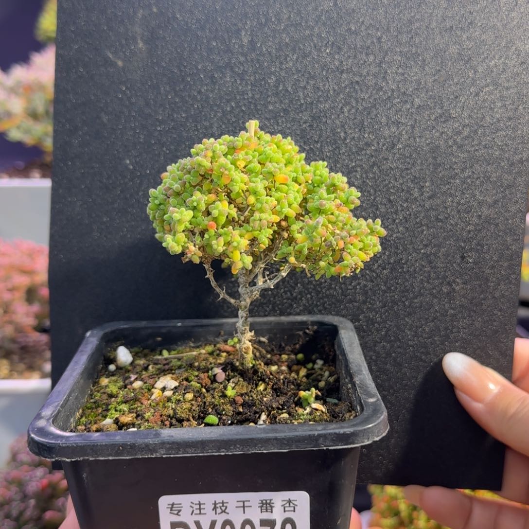 dy0872小小米直杆大长腿