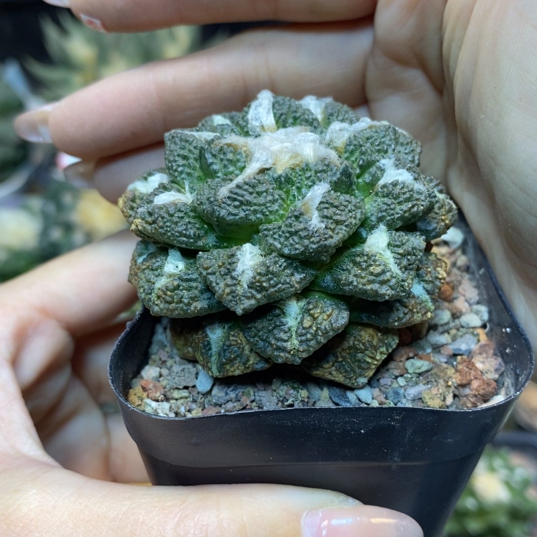     26号 自根龟甲连山5.5公分带盆土