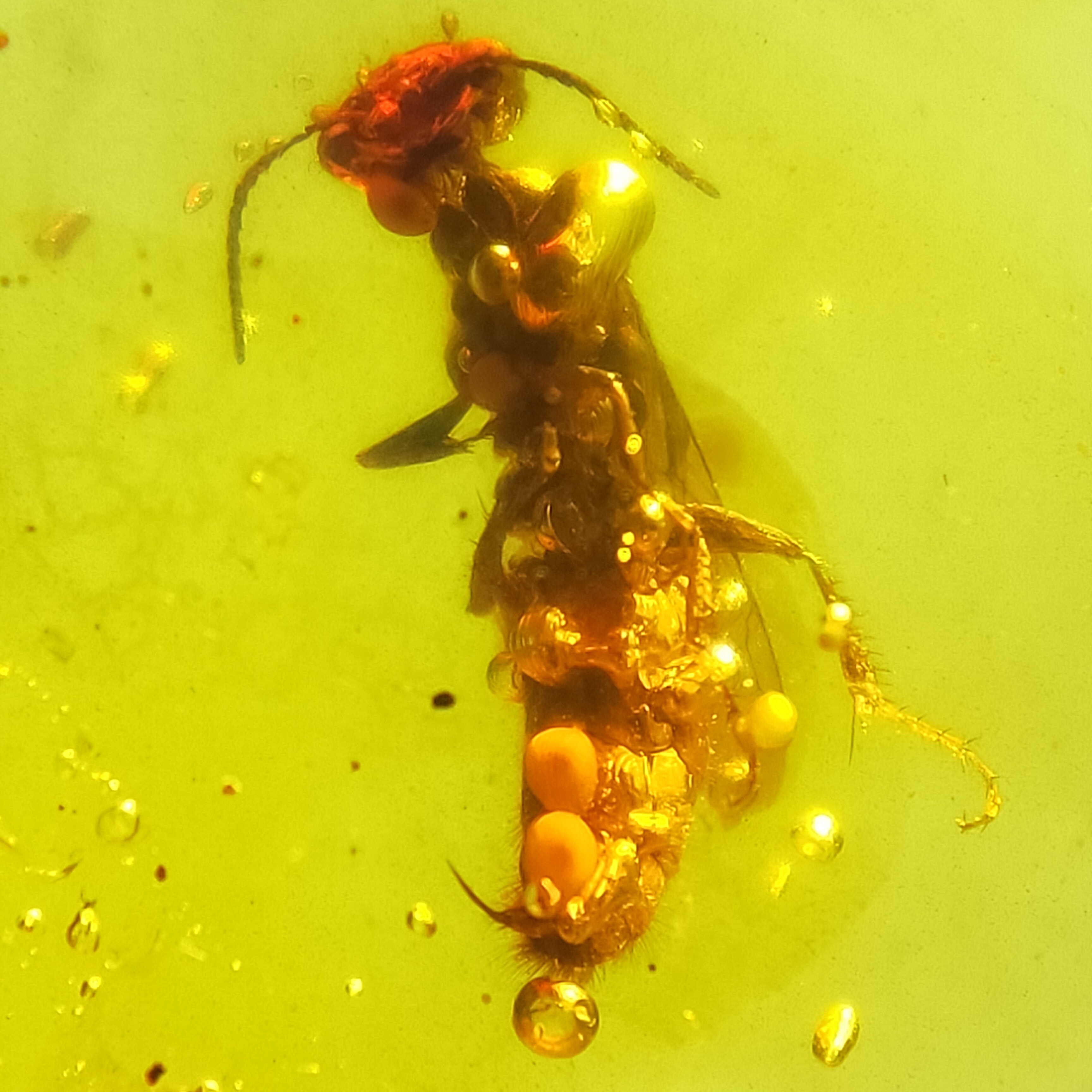 带卵育幼蜂吊坠天然缅甸琥珀特色虫珀无优化化石裸石珠宝首饰保真
