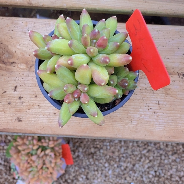 这个我都想了啊好