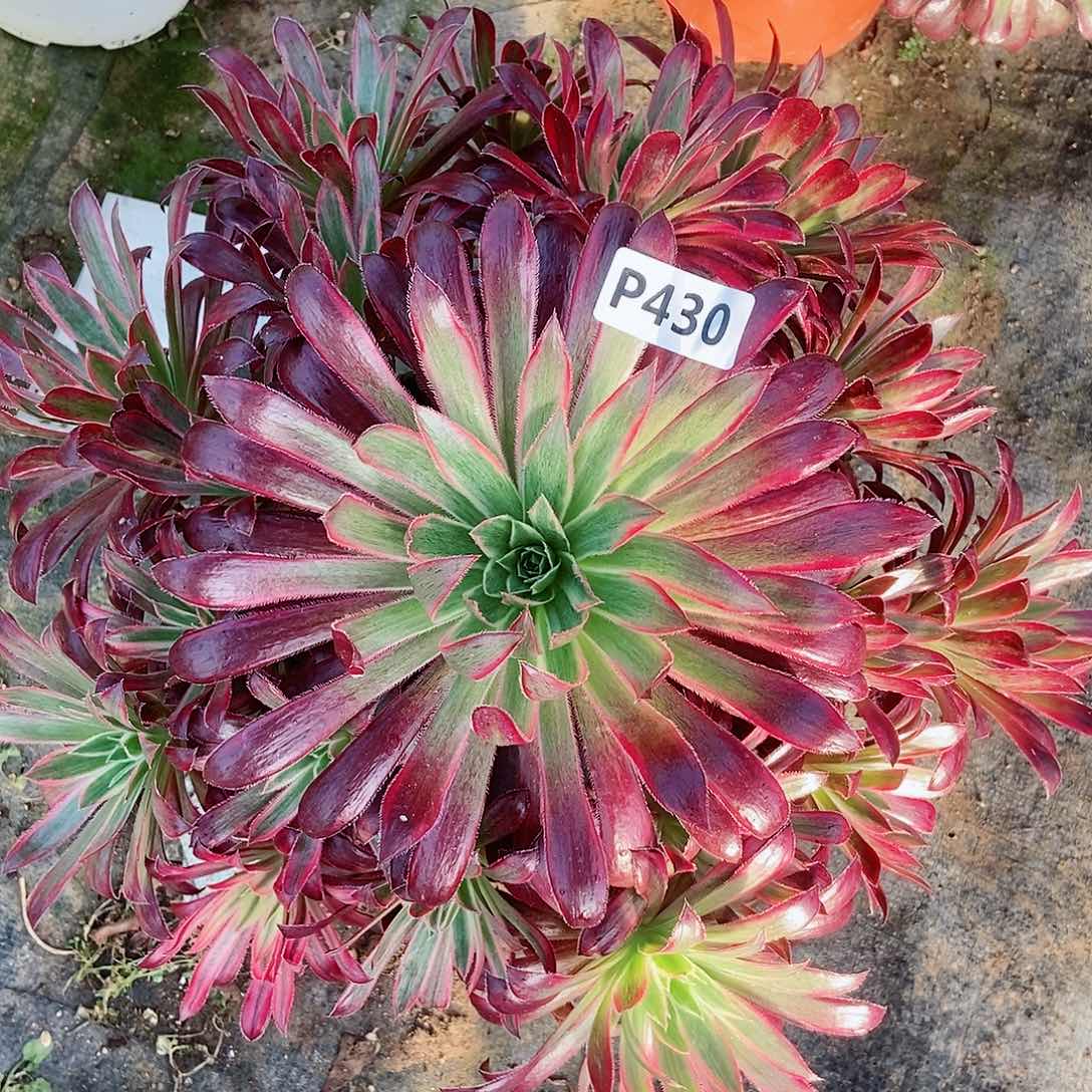 红陶430孔雀锦5多肉