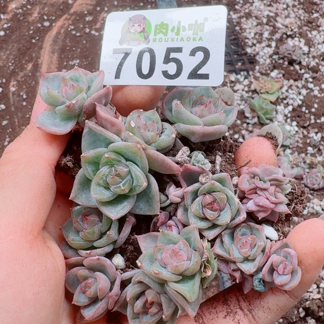 多肉植物多肉植物