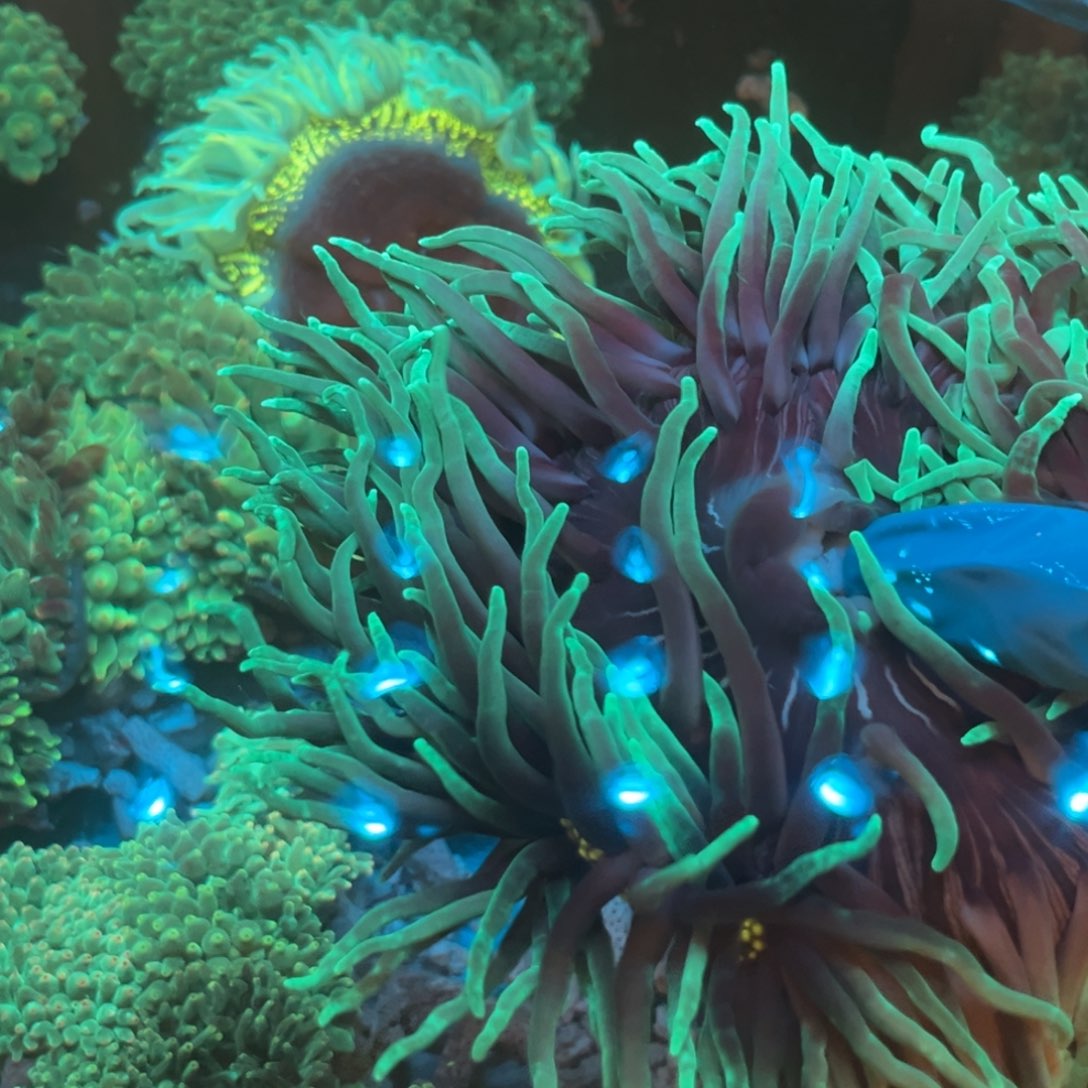 江***舍奶嘴海葵长须葵1个1111