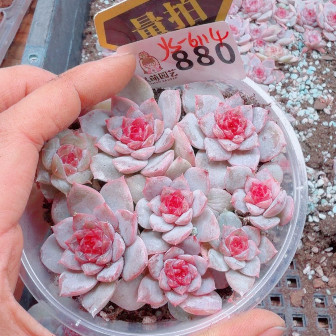 多肉植物多肉植物