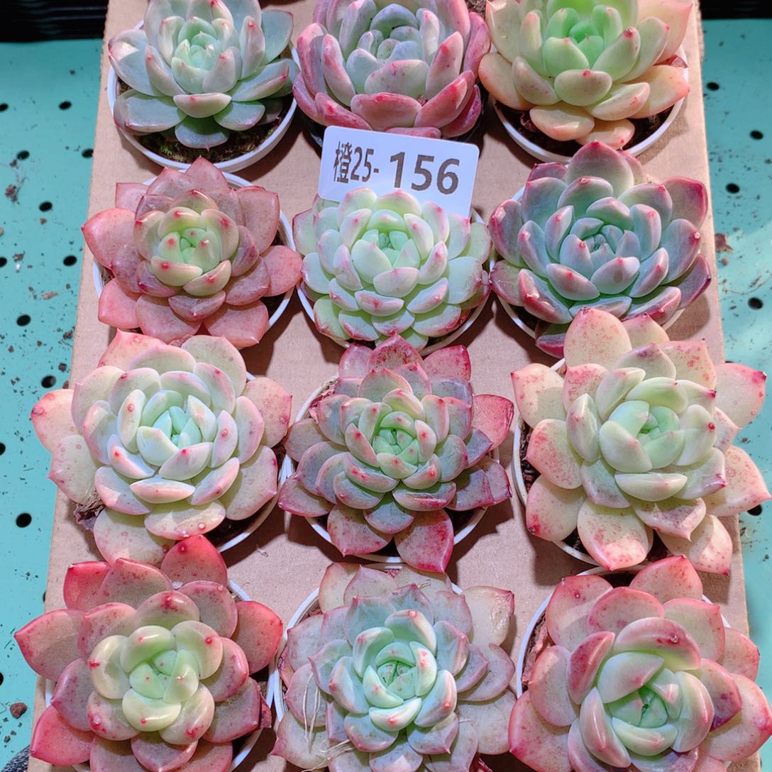 25-156一物一拍多肉带盆18颗