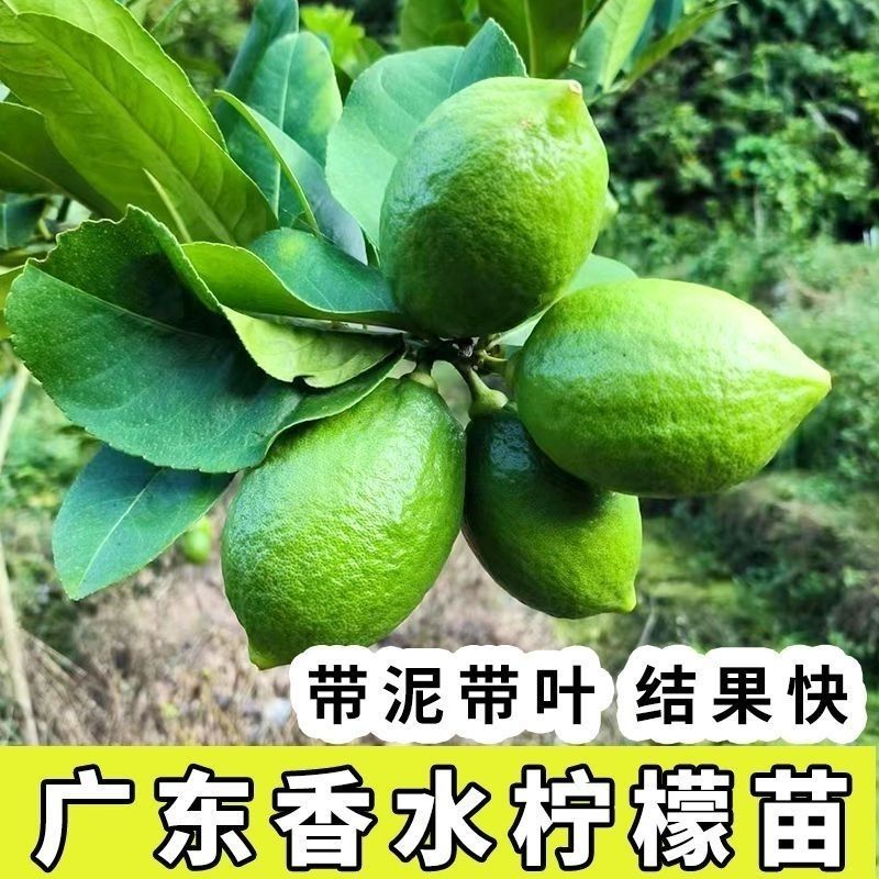 香水柠檬苗广东香水柠檬嫁接苗四季开花结果盆栽地栽大果无核柠檬