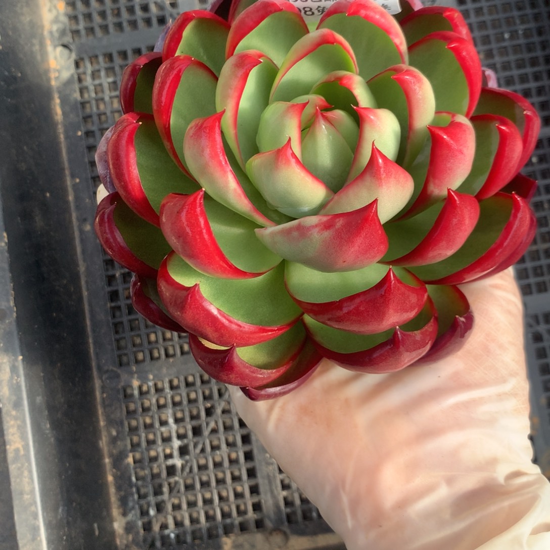 百***娘2533一物一拍13厘米