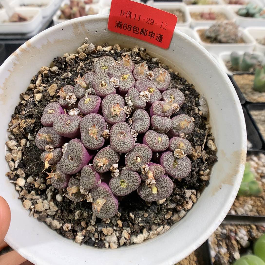 11-29-12     母本密纹安贞