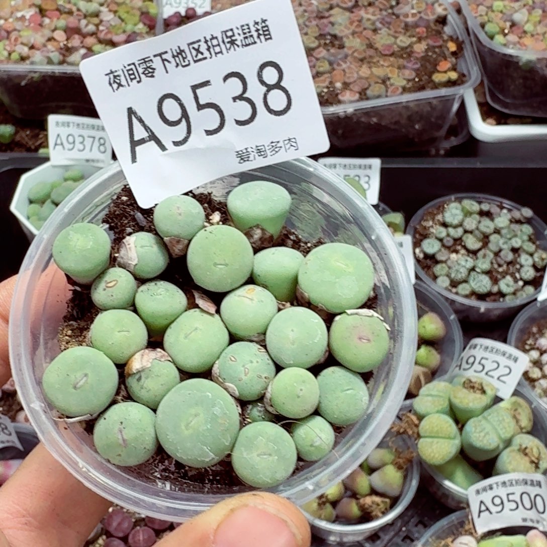 9538––零下地区需拍保温箱