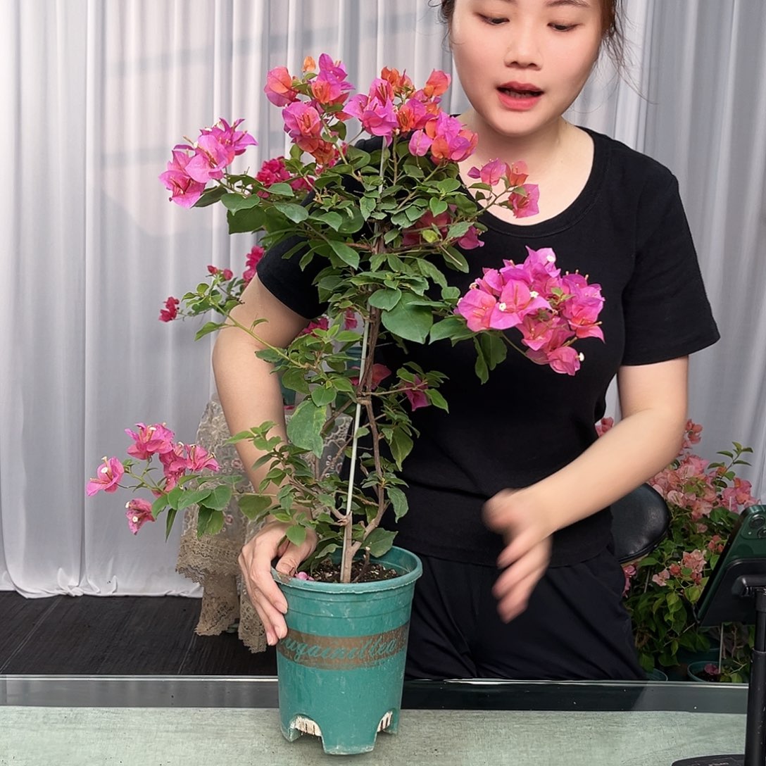 大部分开放少量花苞越南混音带竹一颗
