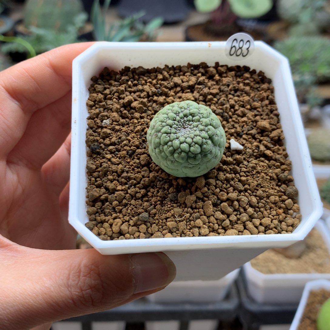 佛头玉萝藦科实生带盆