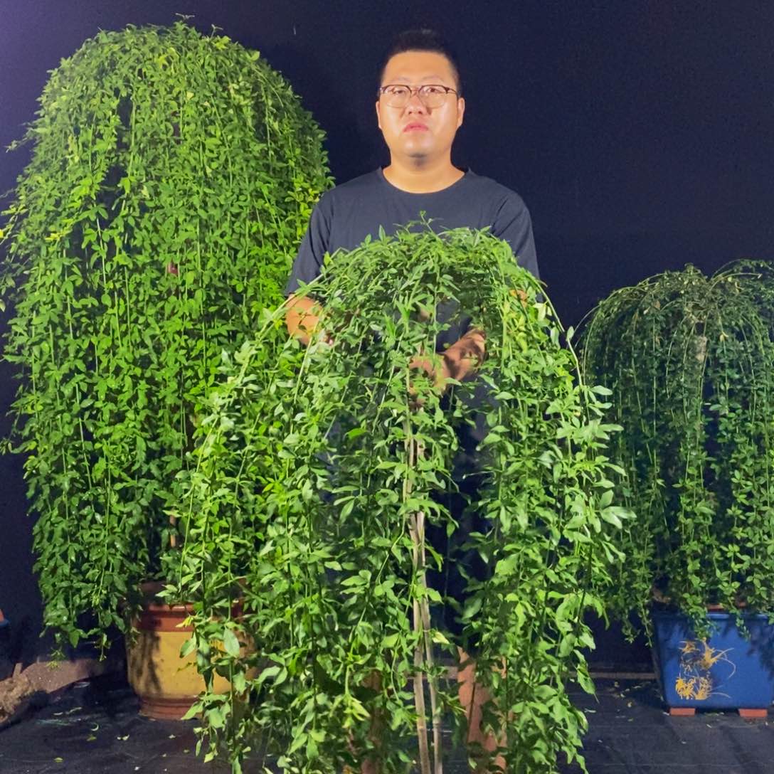 探春花，一物一拍，