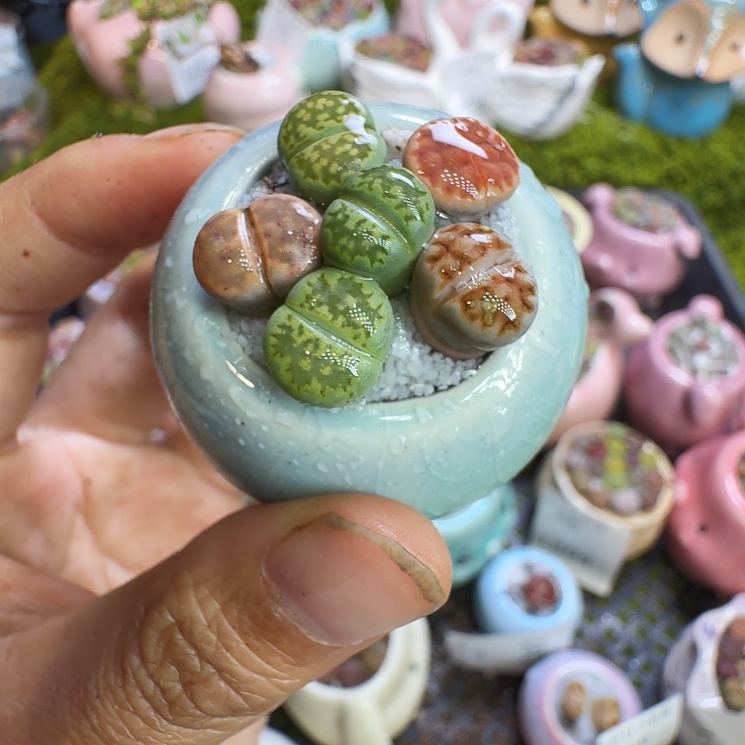 多肉植物福利冲1289