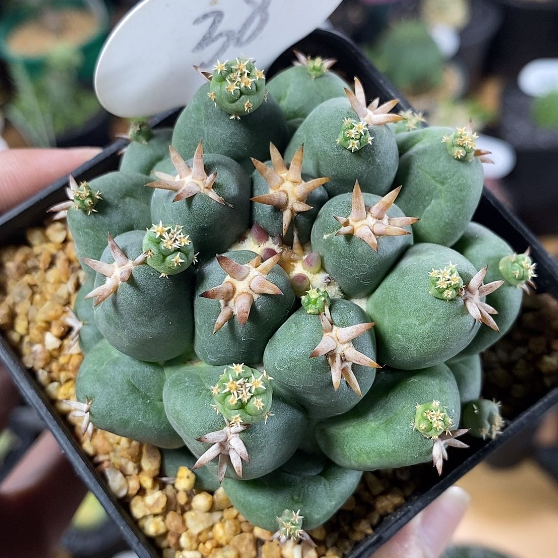 短豪刺象牙38号7cm