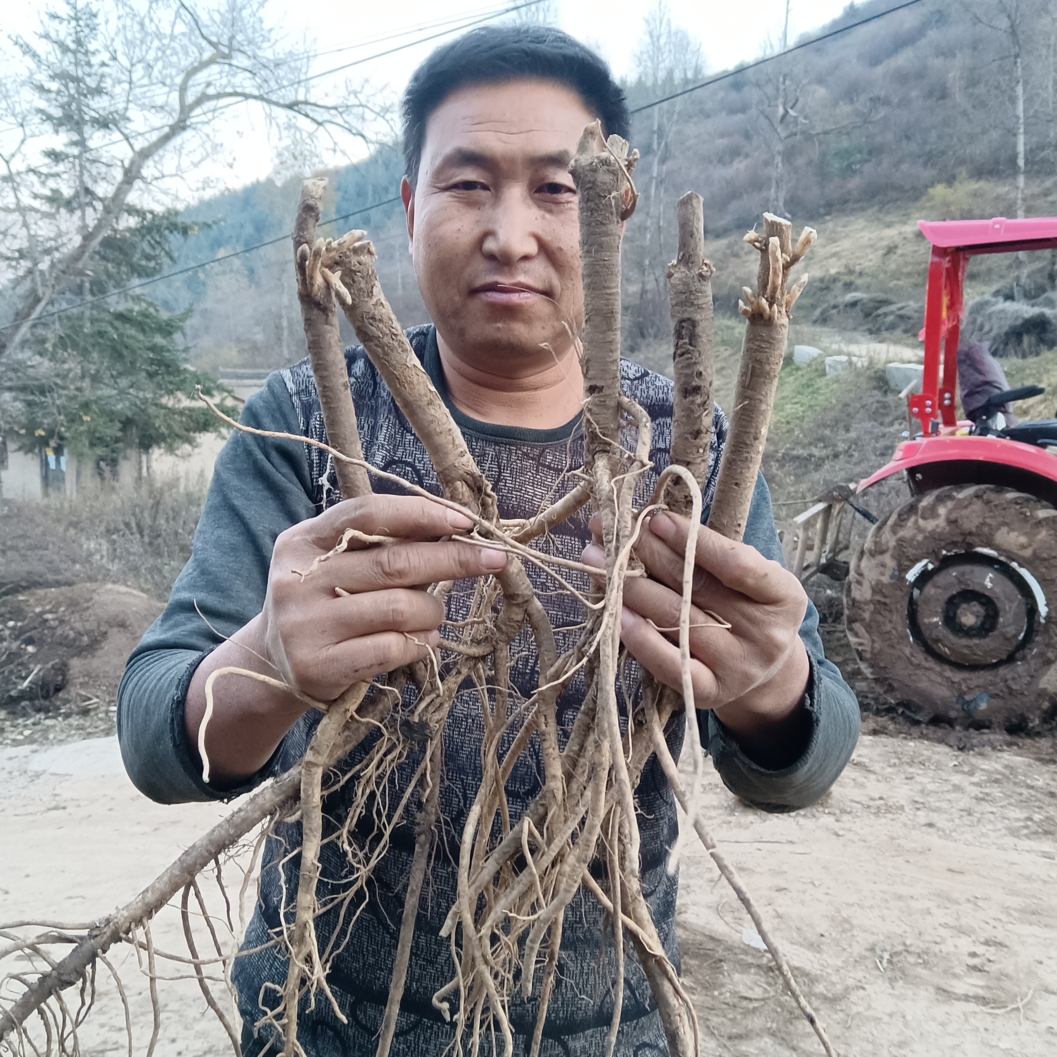 自家种植新鲜黄芪 炖肉煲汤 煮水泡水 滋补佳品