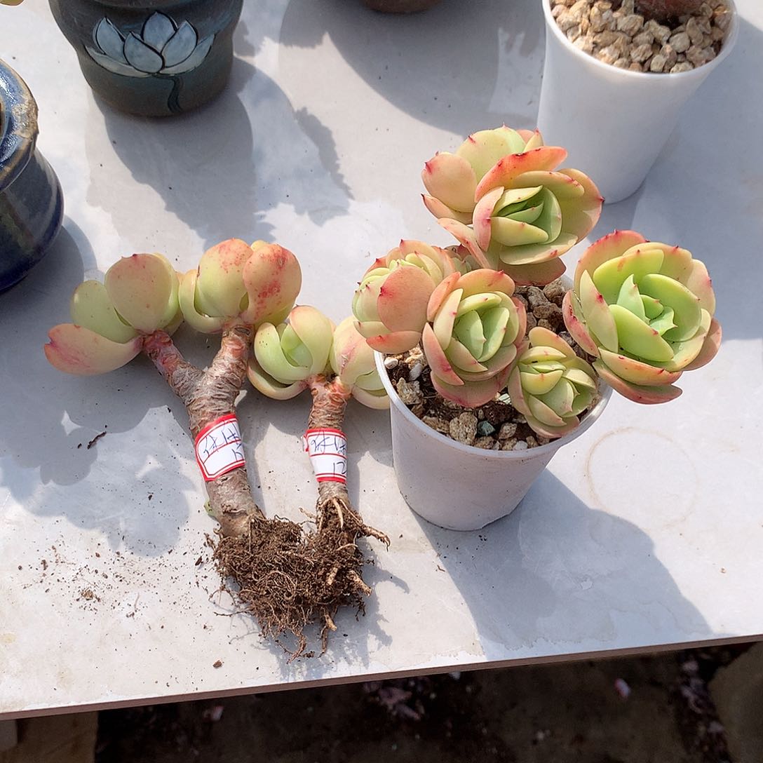 鸡蛋碧桃三颗多肉