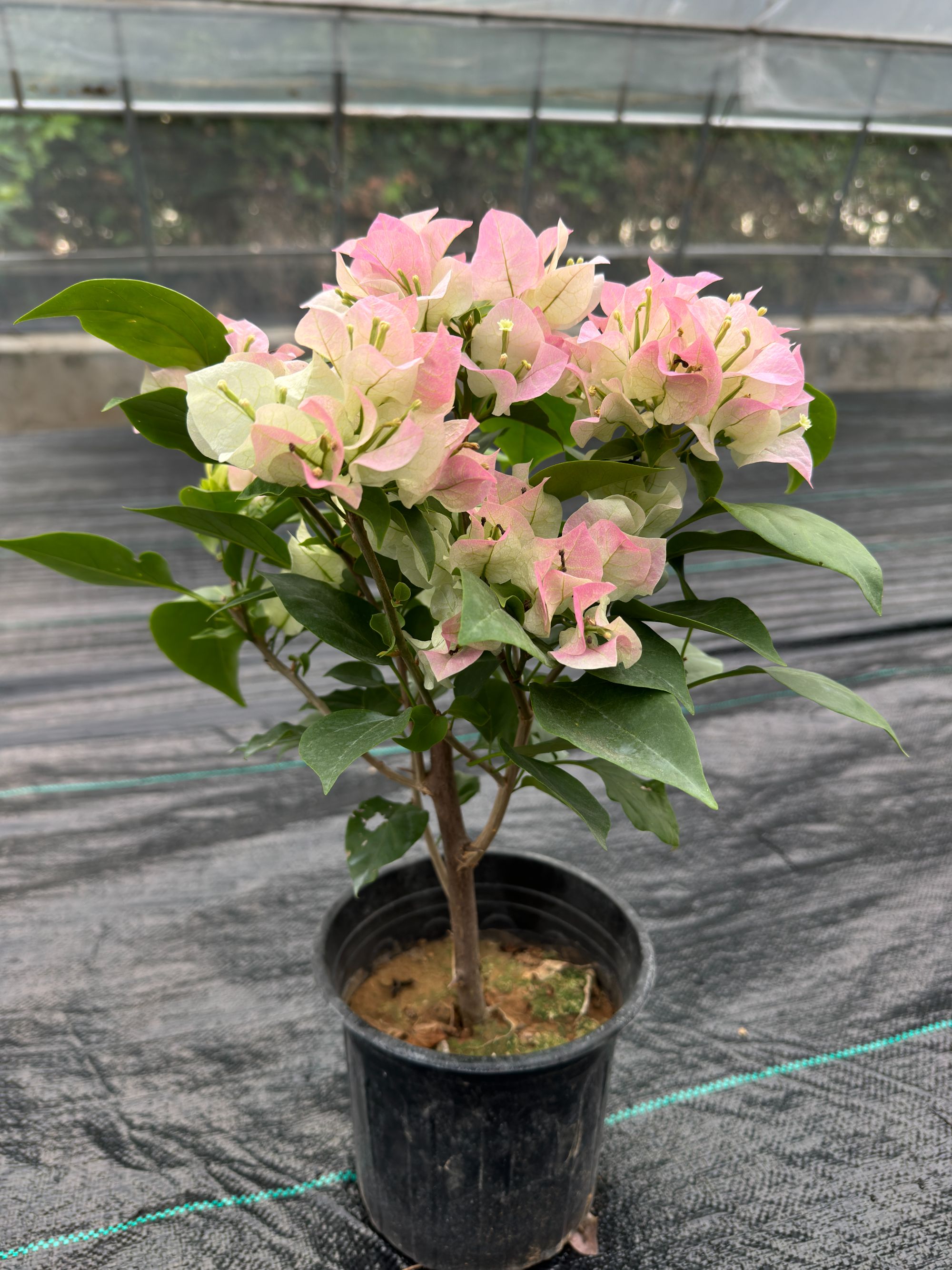 【三角梅绿樱】盆栽绿植花卉四季开花适合阳台庭院种植包对版