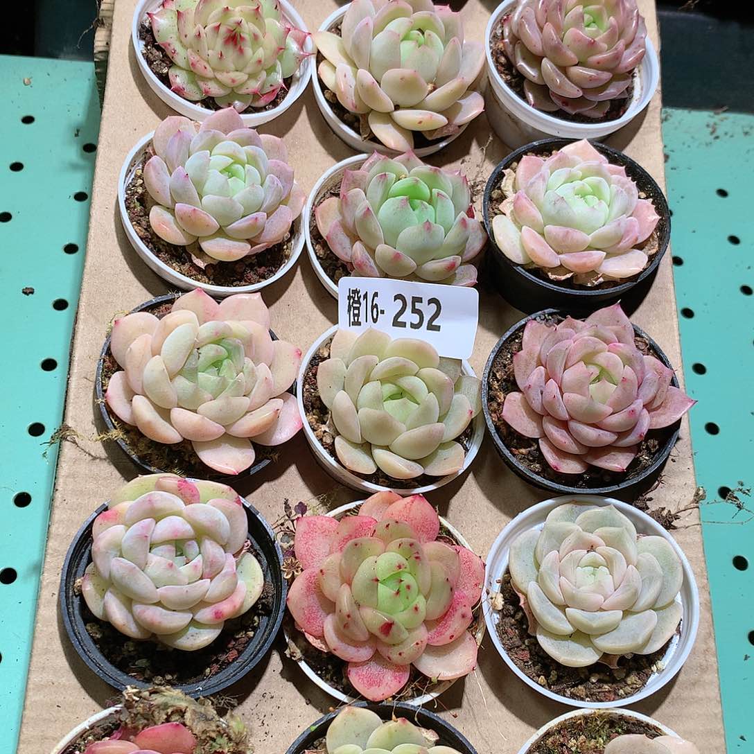 16-252一物一拍带盆18颗