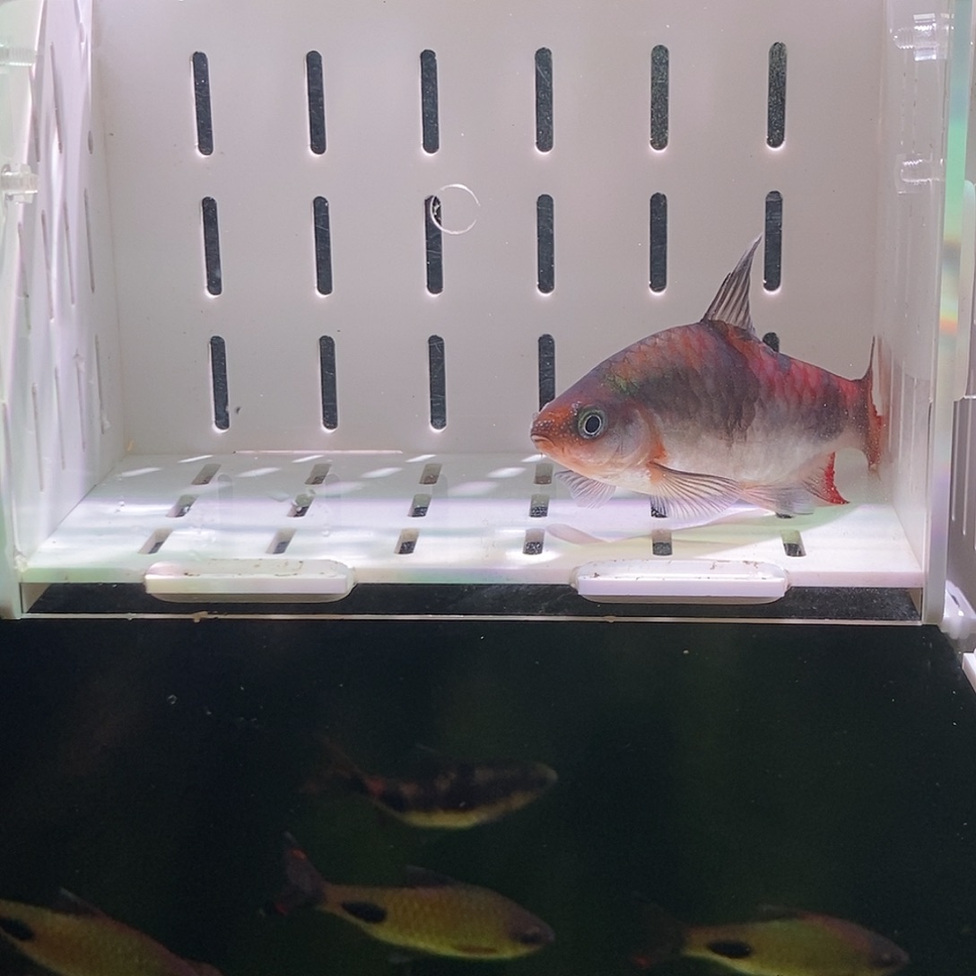 七彩神仙鱼红尾绿荧光鲫9cm