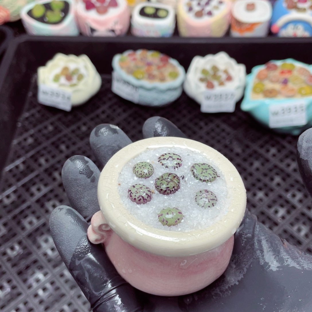 w3938--带盆土发货，零下地区拍保温箱