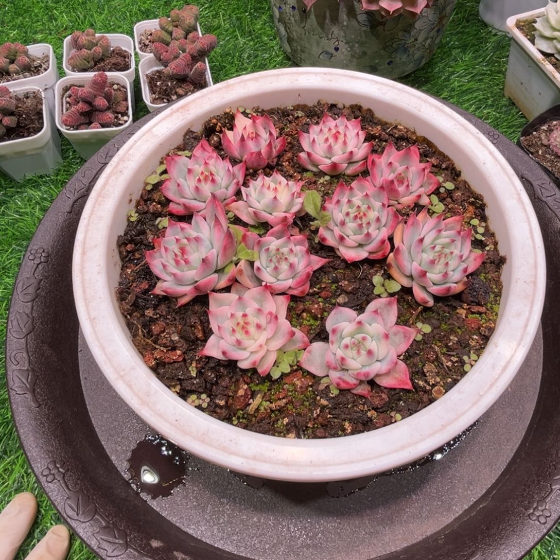 三***牛一整盆，11颗，寄养