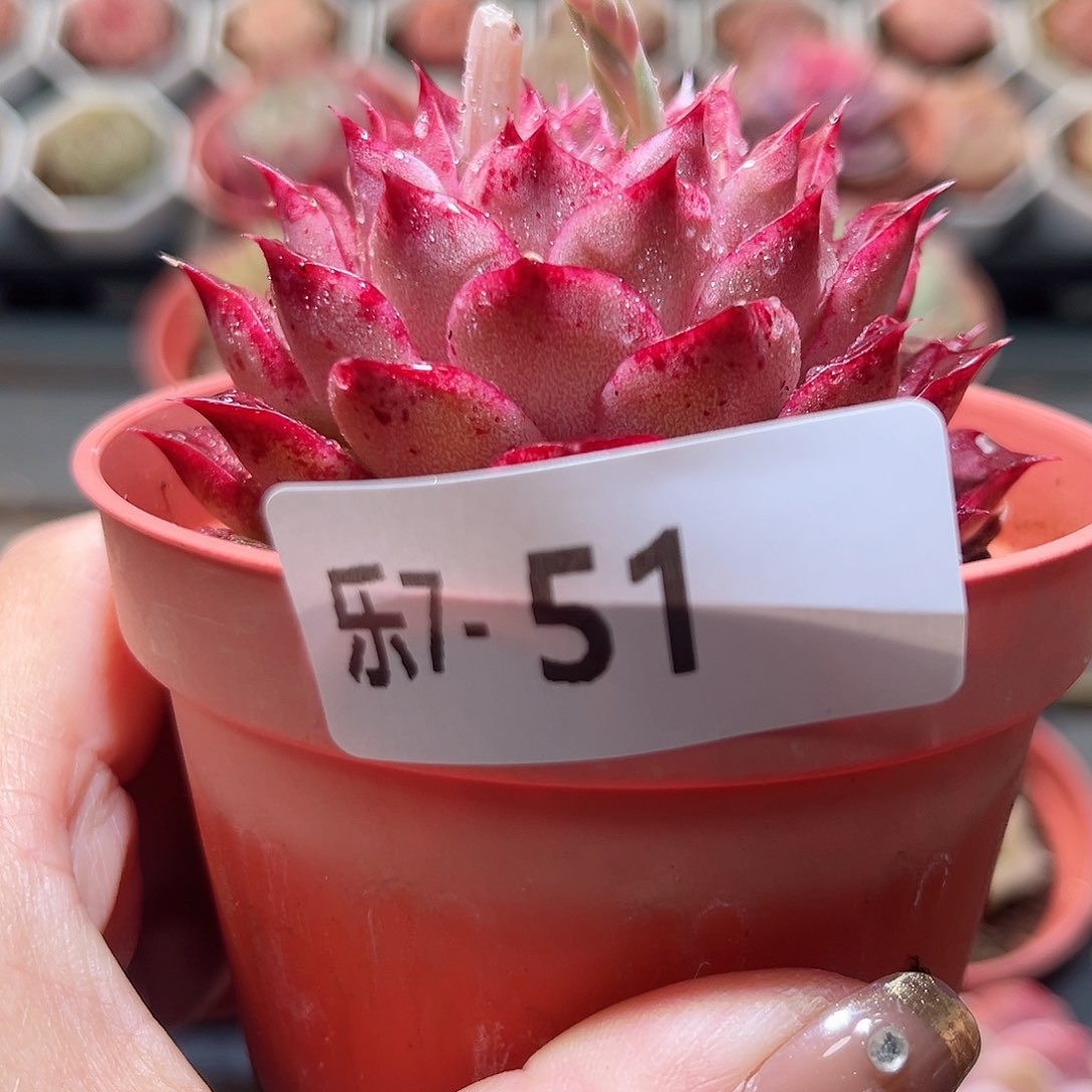 乐6-51 小海螺单头