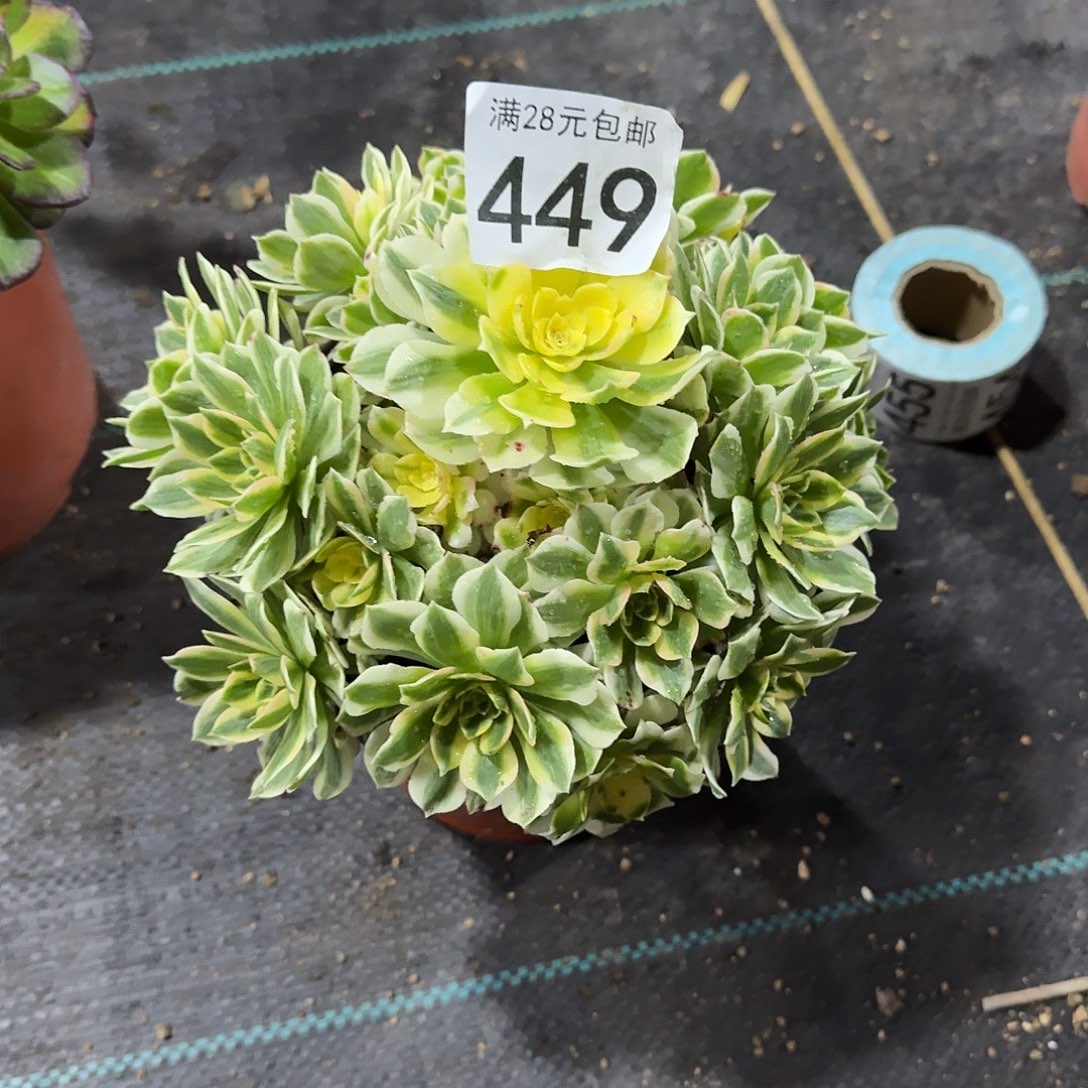 *****伊丽莎白0000000000449