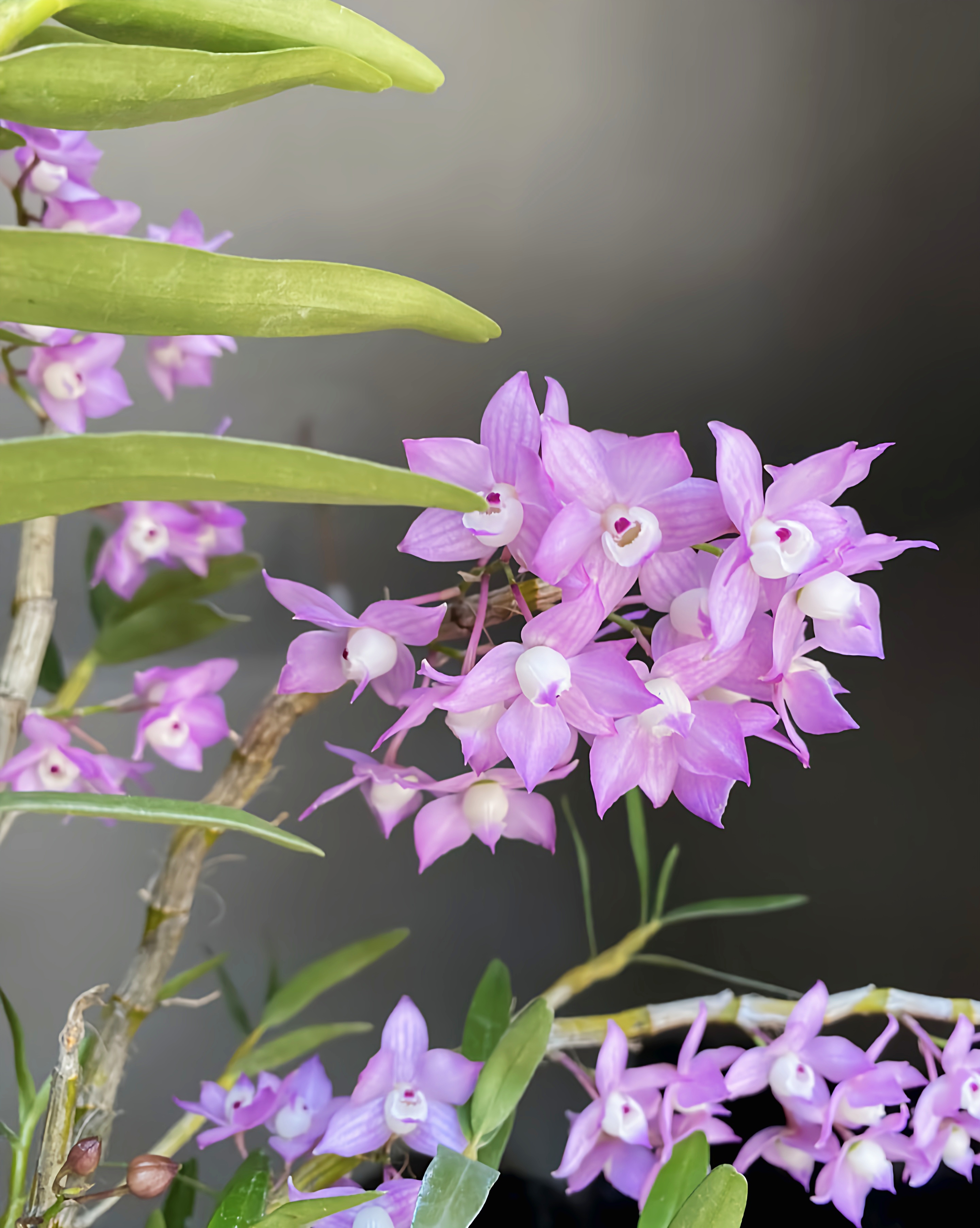 重唇石斛【裸苗】/一年两季花／精致花朵