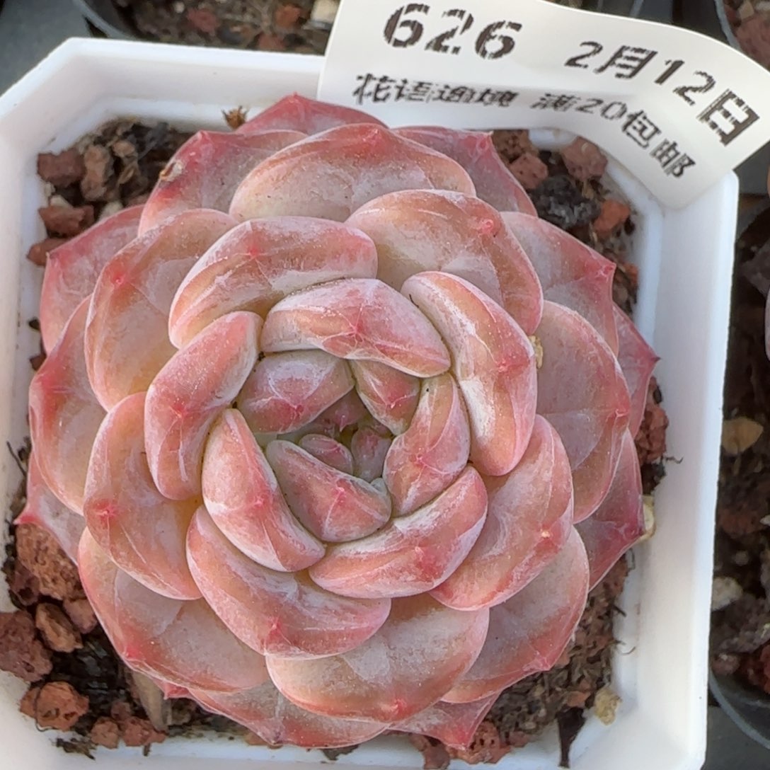 花语逸境0212-626