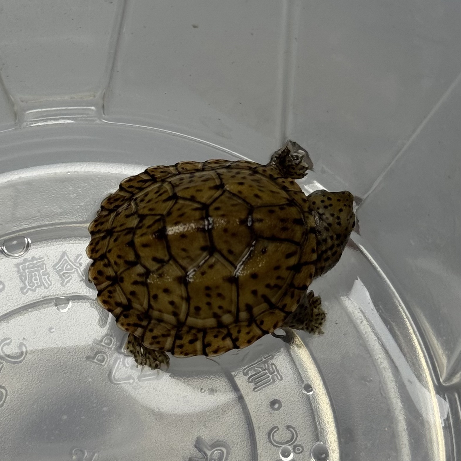 极品巨头苗【公温2】巨头蛋龟 251208