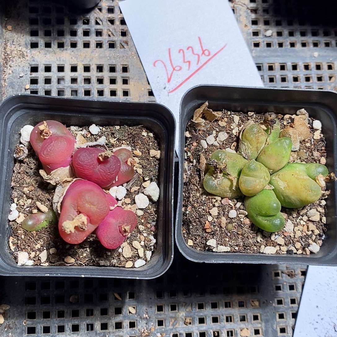 26336。 两盒带盆六头有瑕疵。  