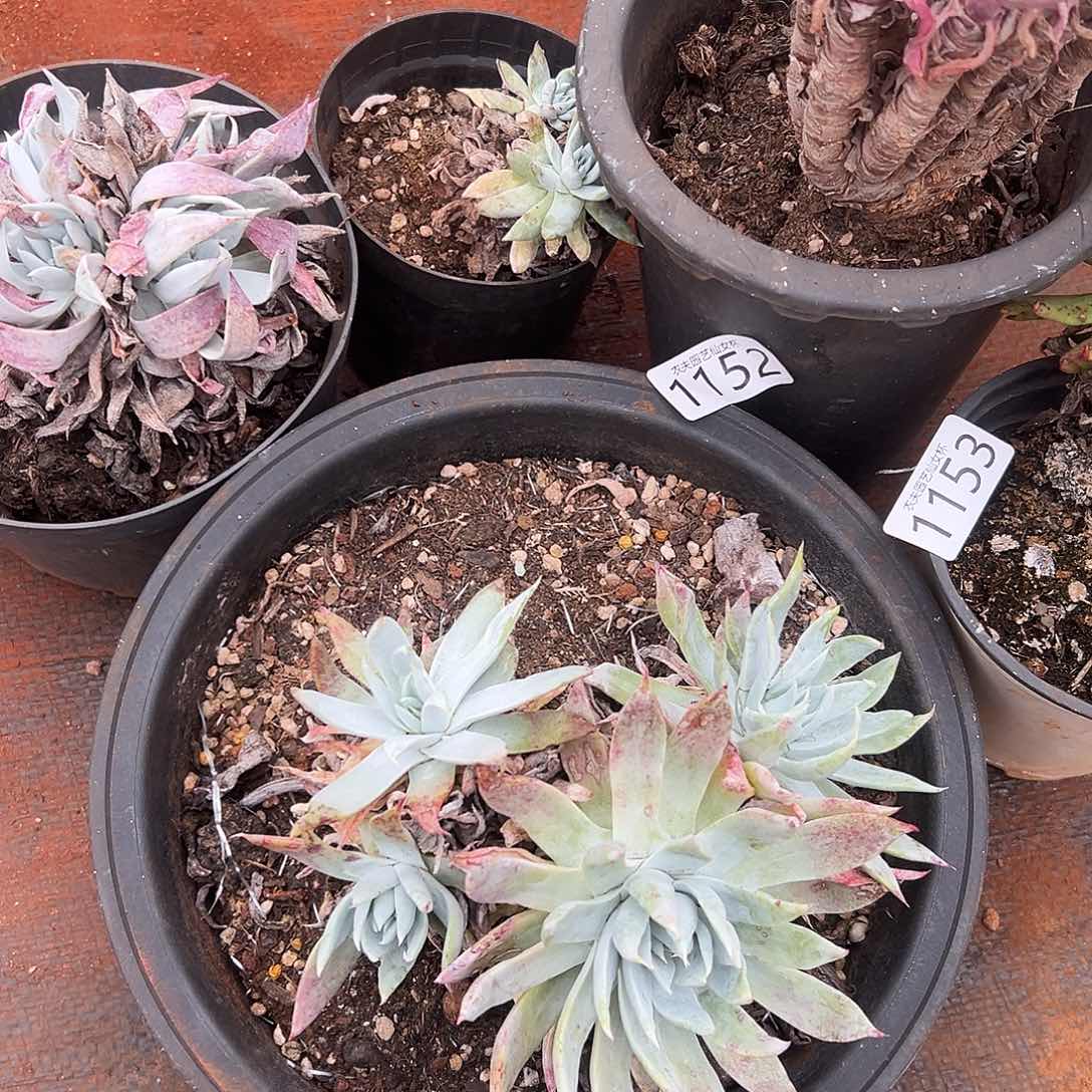 5颗仙女杯多肉处理