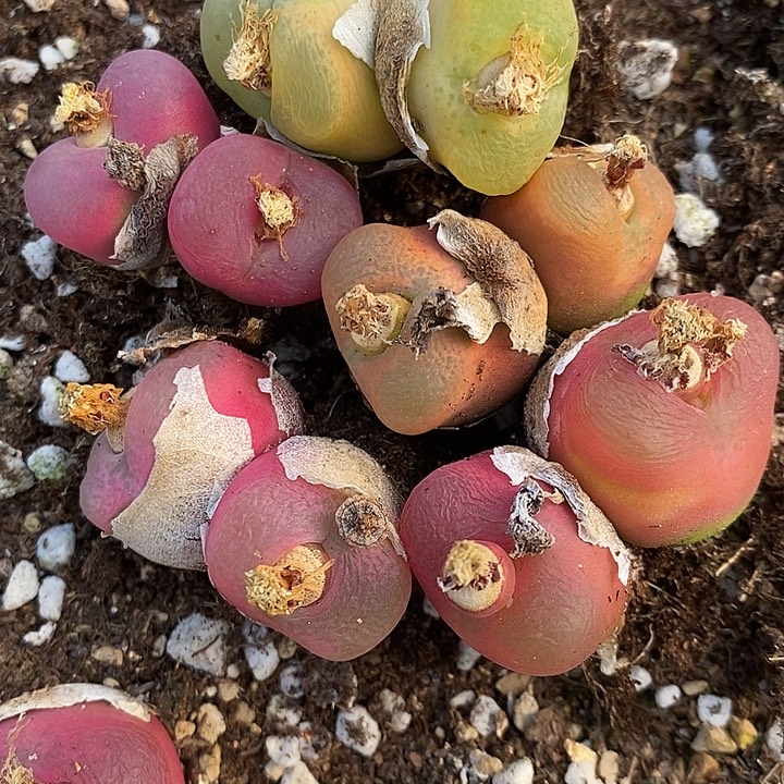 551母本双头彩蟠桃一组。   