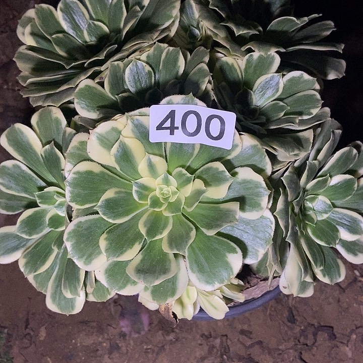 已*置迈巴赫多肉丛林400