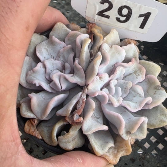 291芭蕾舞者一物一拍多肉