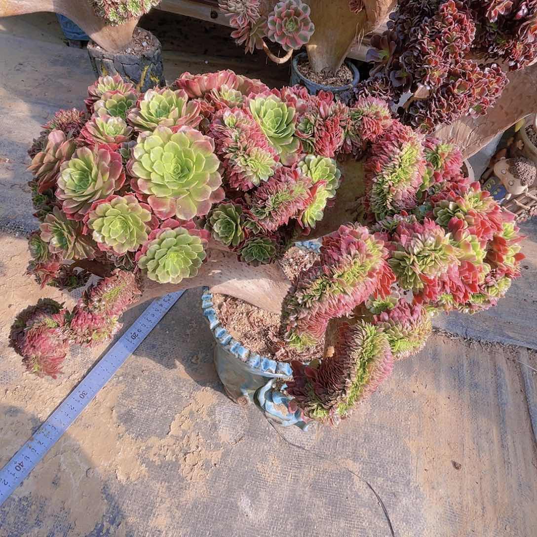 【闪购商品】无花朵别*我嘉年华