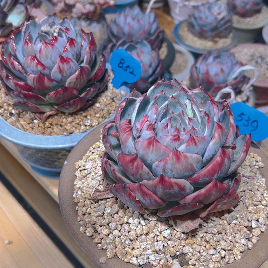 香**奶惊鸿仙子两颗539.852号