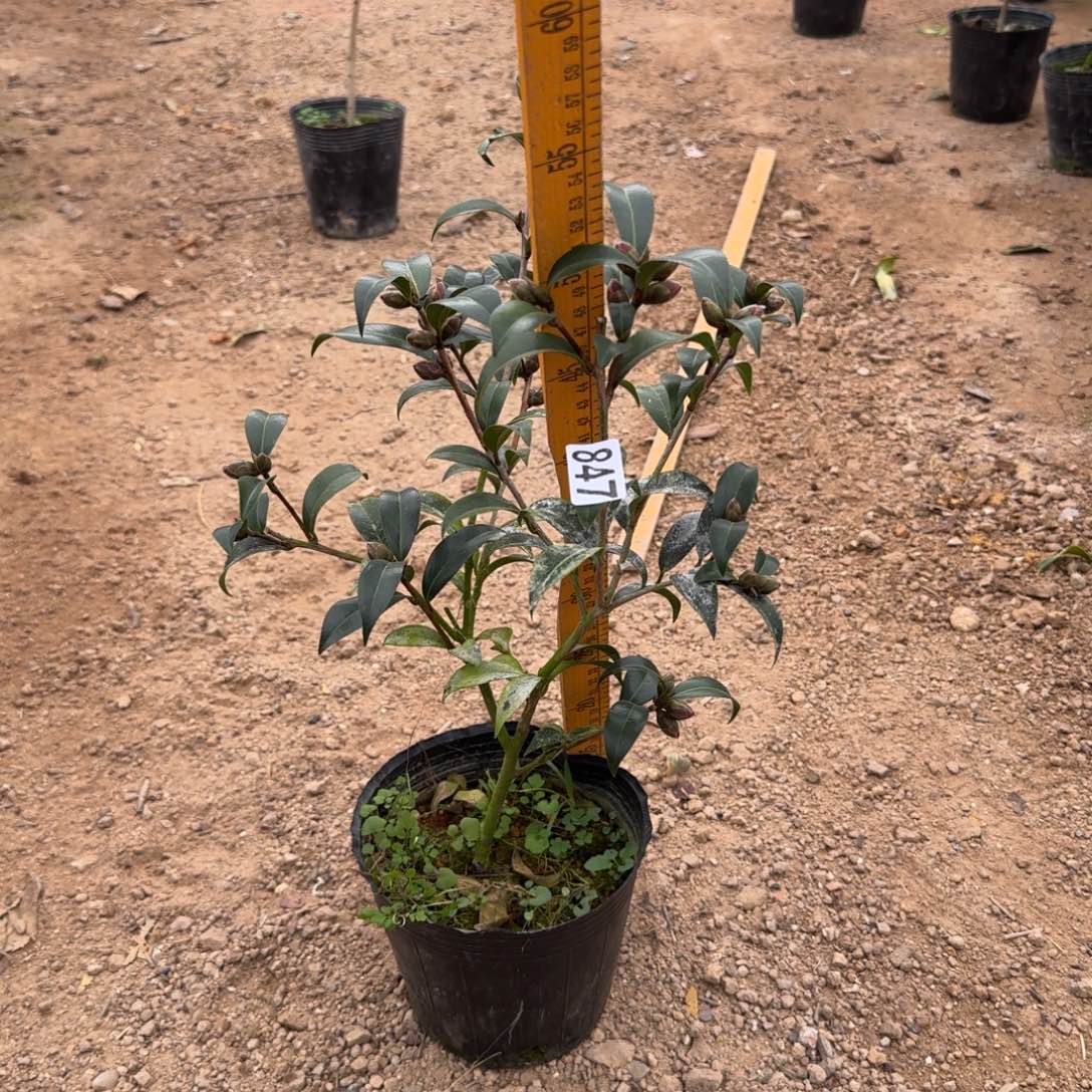 少量花朵（建议范围：2朵-5朵 或40%以下）847黑骑士