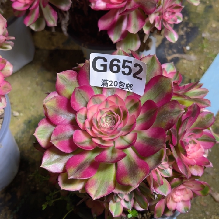 瑞妈多肉1.29.652