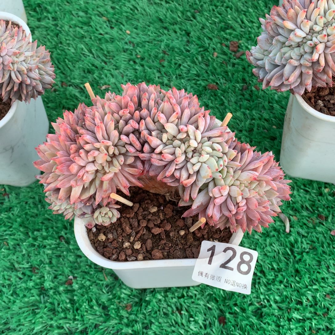 128橙子缀多肉植物