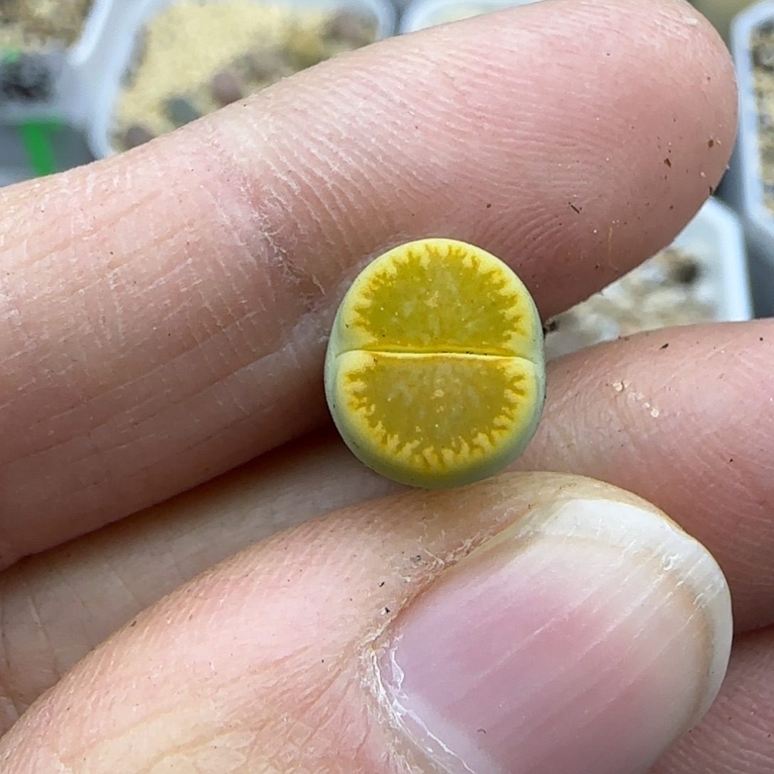 242福利一颗30包邮