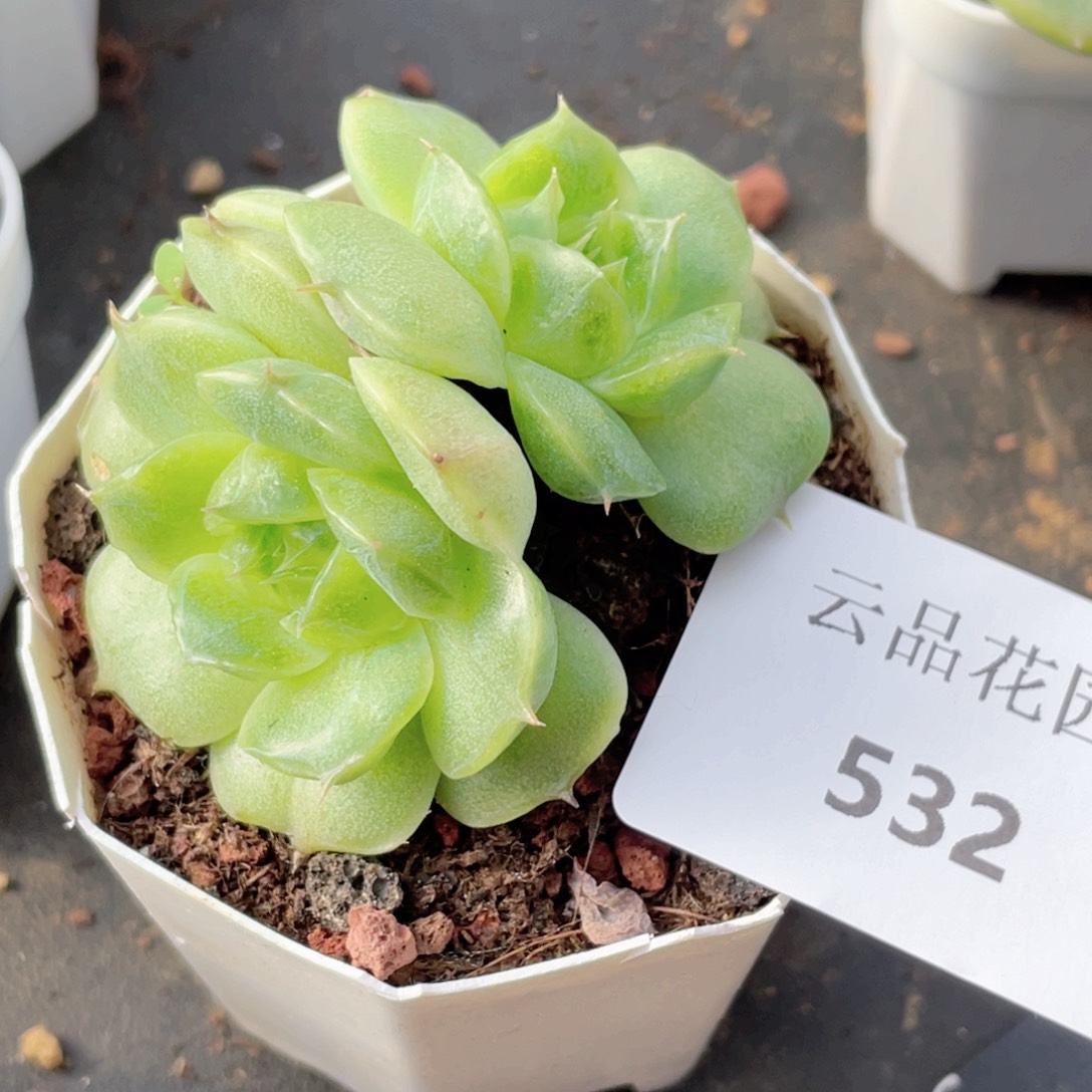 532号糖心冰心珍妮