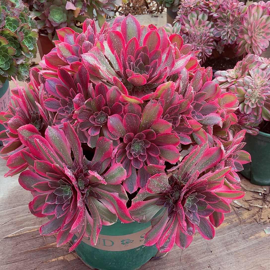 法师多肉植物女妖