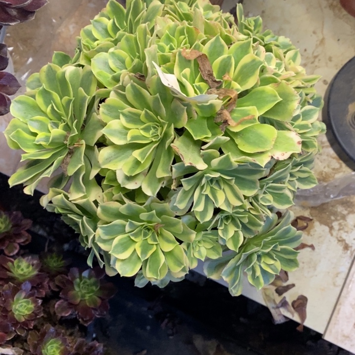 绿豆沙多肉断头不包1239