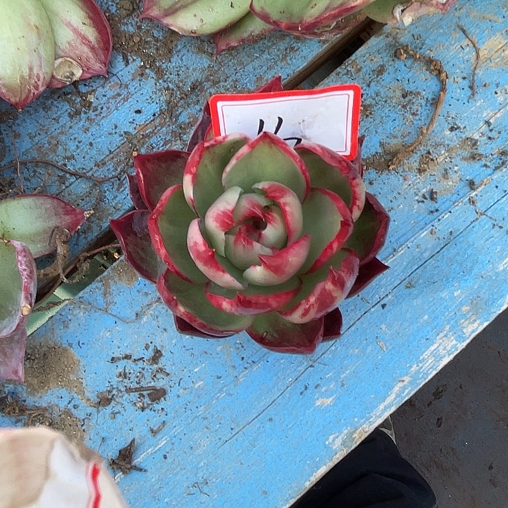 迪***闪13////////////////